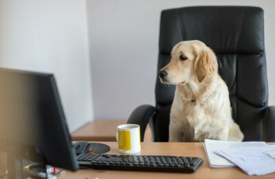Perché portare gli animali a lavoro? Alcuni esempi di aziende pet-friendly