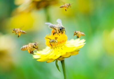 La campagna PAYBACK con 3Bee per proteggere 3 milioni di api